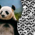 Ilúzia pre najpozornejších: len málokto dokáže nájsť pandu medzi mývalmi