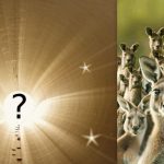 Každý vidí klokana, ale zajaca musíte nájsť za 6 sekúnd: zložitý hlavolam Každý vidí klokana, ale zajaca musíte nájsť za 6 sekúnd: