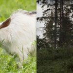 Každý vidí koňa a len málokto nájde za 12 sekúnd