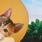 Mačku medzi kaktusmi nájdu len tí najpozornejší: zábavná optická ilúzia Mačku medzi kaktusmi nájdu len tí najpozornejší: zábavná optická ilúzia