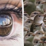 Musíte byť detektív, aby ste za 12 sekúnd našli vrabca