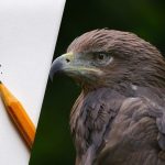 Nájdi orla za 8 sekúnd: šikovná optická ilúzia na testovanie IQ Nájdi orla za 8 sekúnd: šikovná optická ilúzia na testovanie