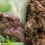 Optická ilúzia mimoriadne náročnej úrovne: na obrázku musíte vidieť žabu Optická ilúzia mimoriadne náročnej úrovne: na obrázku musíte vidieť žabu