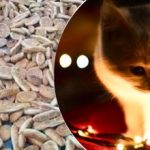 Optická ilúzia pre ľudí s orlím zrakom: len géniovia dokážu nájsť mačku za 5 sekúnd Optická ilúzia pre ľudí s orlím zrakom: len géniovia dokážu