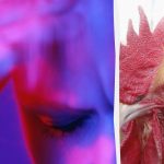 Podivného kohúta odhalí za 13 sekúnd len rodený špión: zložitá