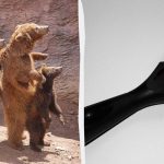 Potrebujete nájsť mačku v zoo za 7 sekúnd: veľmi náročná