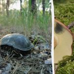 Rýchly IQ test: do 5 sekúnd by ste mali nájsť