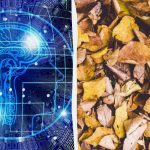 Rýchly test IQ: nájdite tri korytnačky medzi listami za 9