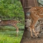 Spletitý optický klam: len málokto nájde dravca a zachráni jeleňa Spletitý optický klam: len málokto nájde dravca a zachráni jeleňa