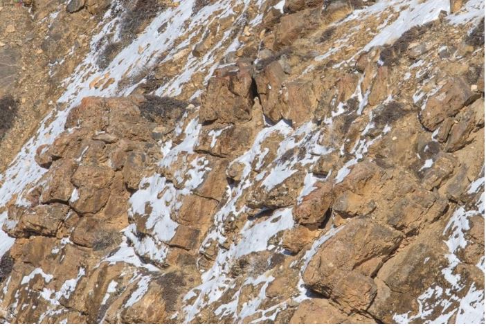 Test pozornosti - nájdite geparda