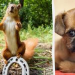 V letnej akrobatickej hádanke s veveričkami musíte nájsť chytrého psa