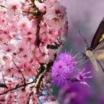 Väčšina ľudí nenájde motýľa na strome: zložitá hádanka pre tých