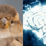 Všetci vidia bizóna a len tí nadaní nájdu vrabca za